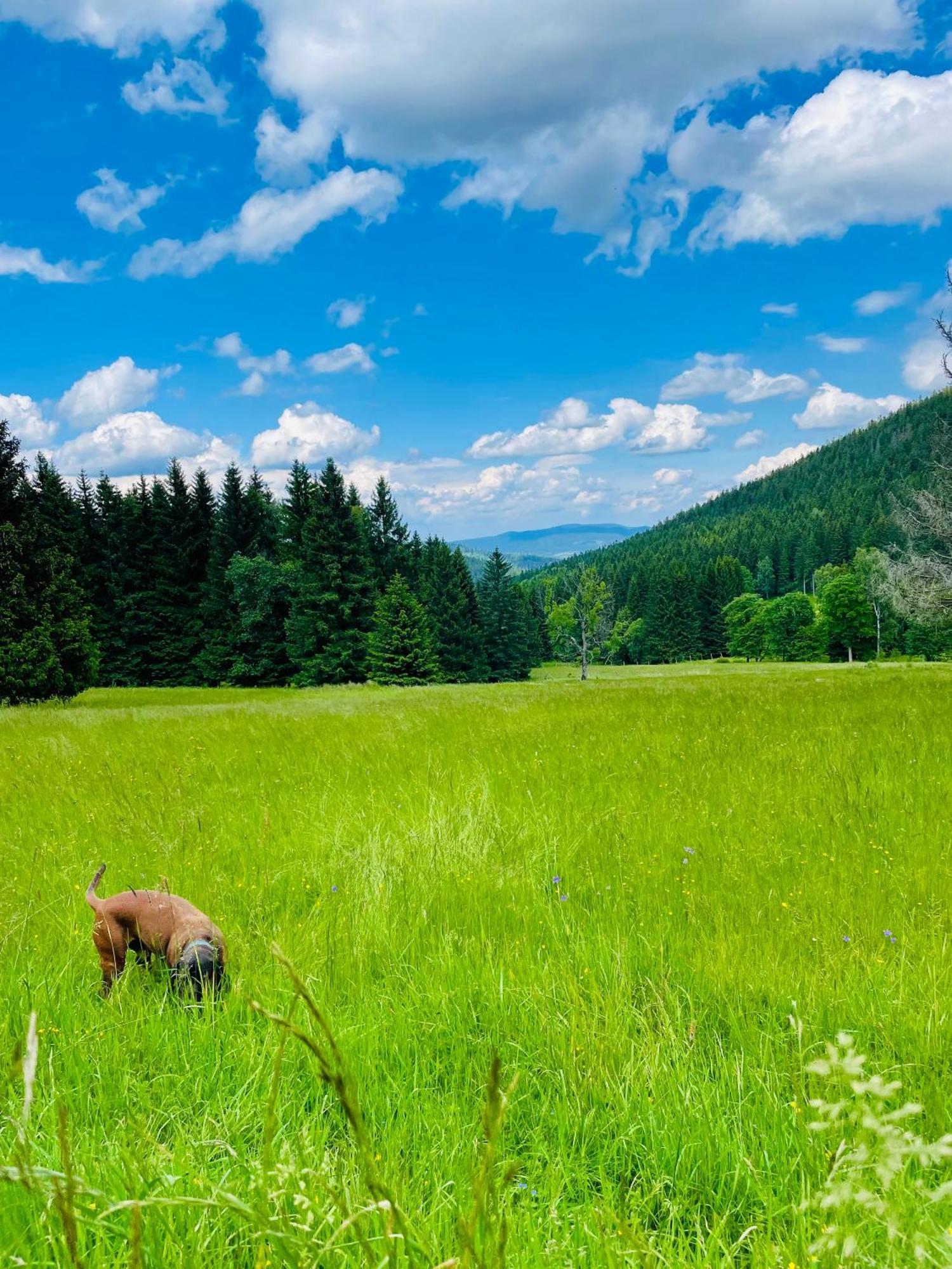 Gorska Cisza - Duzy, Komfortowy, Wyjatkowy Apartament Stronie Śląskie Kültér fotó